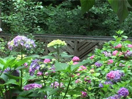 Museum Insel Hombroich : Parklandschaft, Hortensienblüte